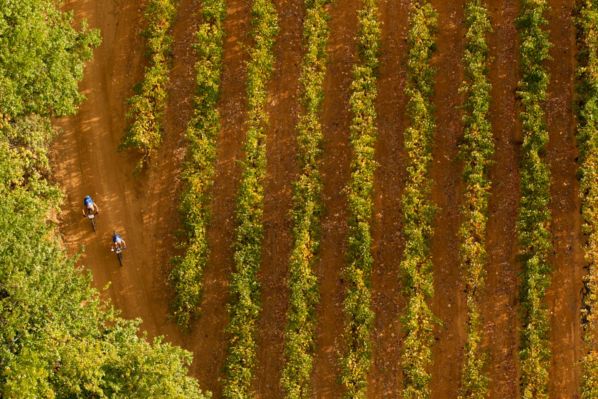 Photo by Nick Muzik/Cape Epic/SPORTZPICS