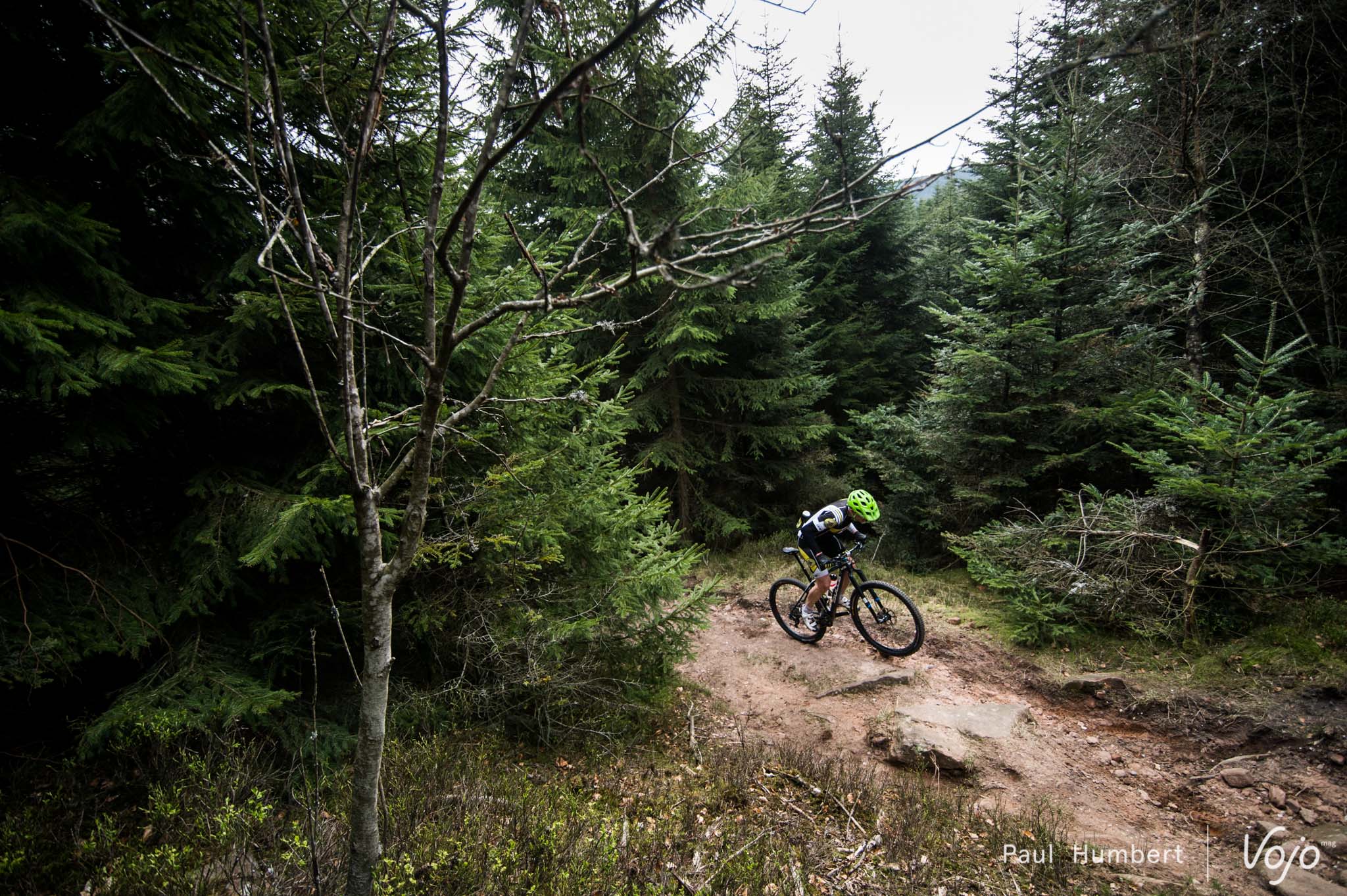 Petite forêt deviendra grande