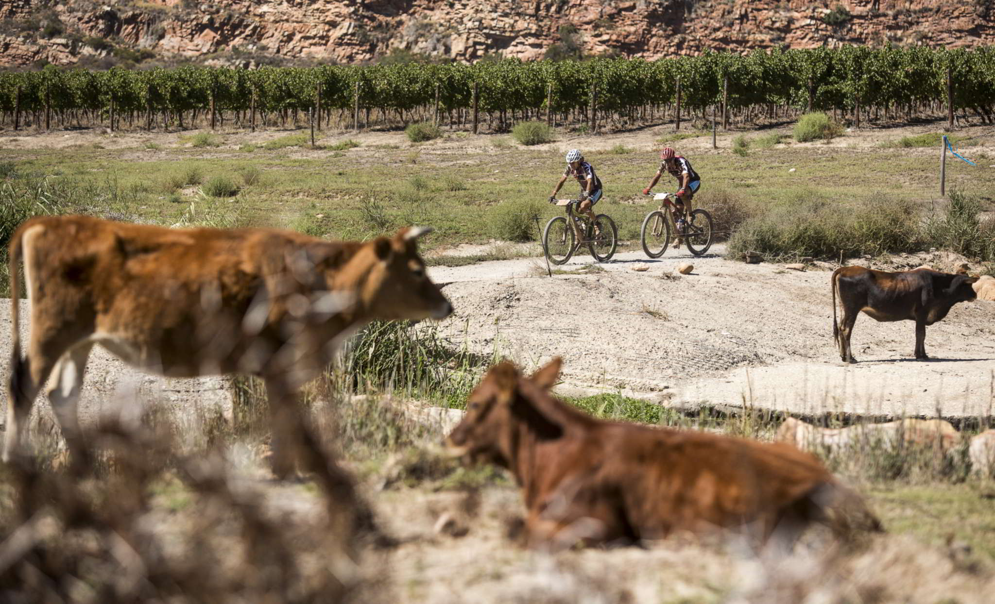 Photo by Sam Clark/Cape Epic/SPORTZPICS