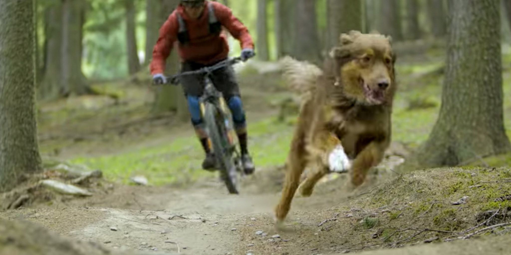 Paws and Wheels – Le meilleur compagnon pour aller rider ?