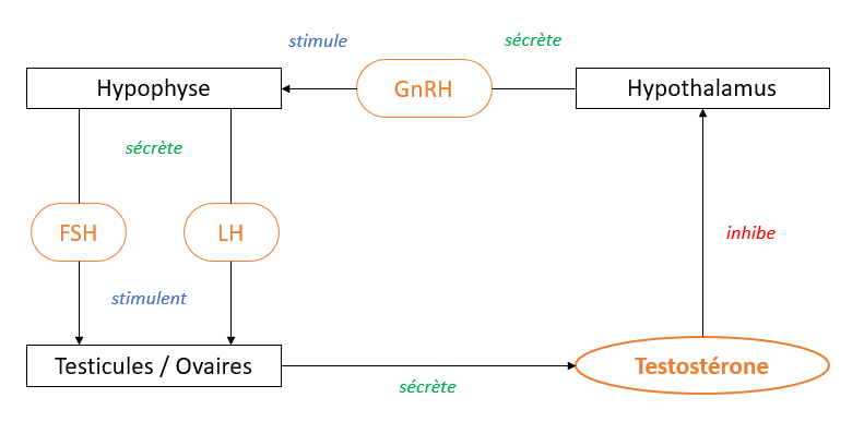 Mécanisme de régulation de la testostérone