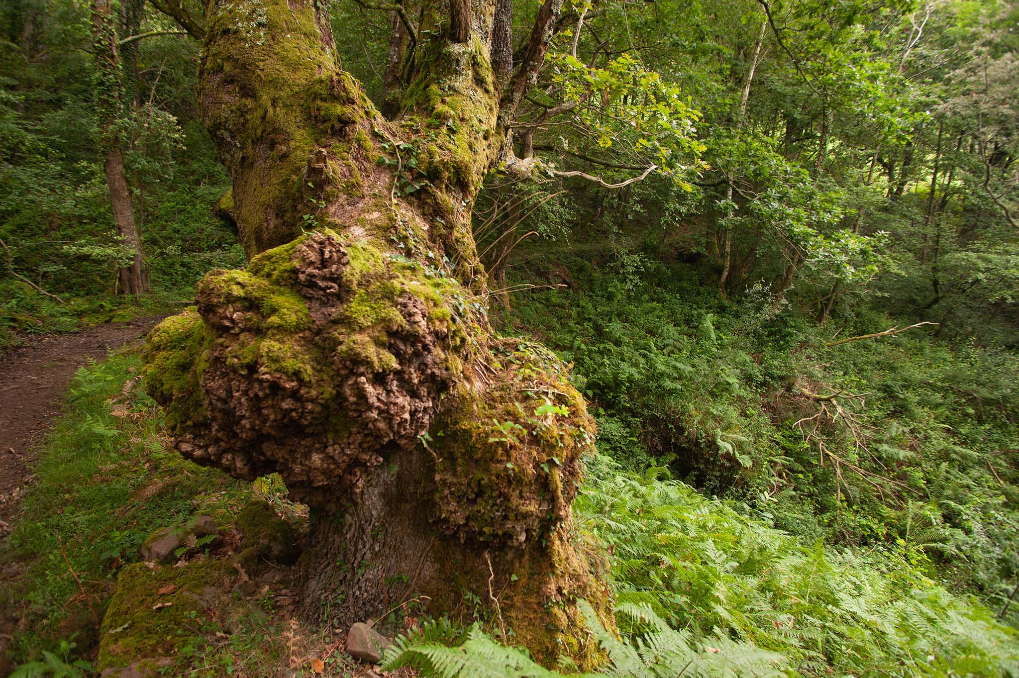 https://www.vojomag.com/app/uploads/2024/02/gravel Pays basque foret 2.jpg