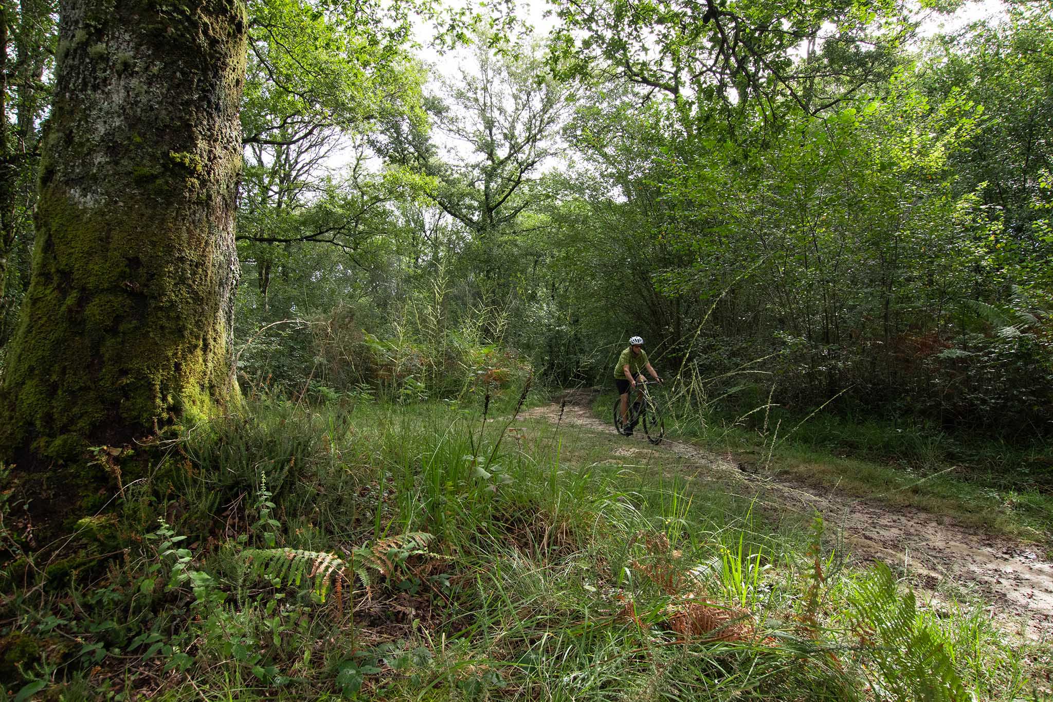 https://www.vojomag.com/app/uploads/2024/02/gravel Pays basque foret 2.jpg