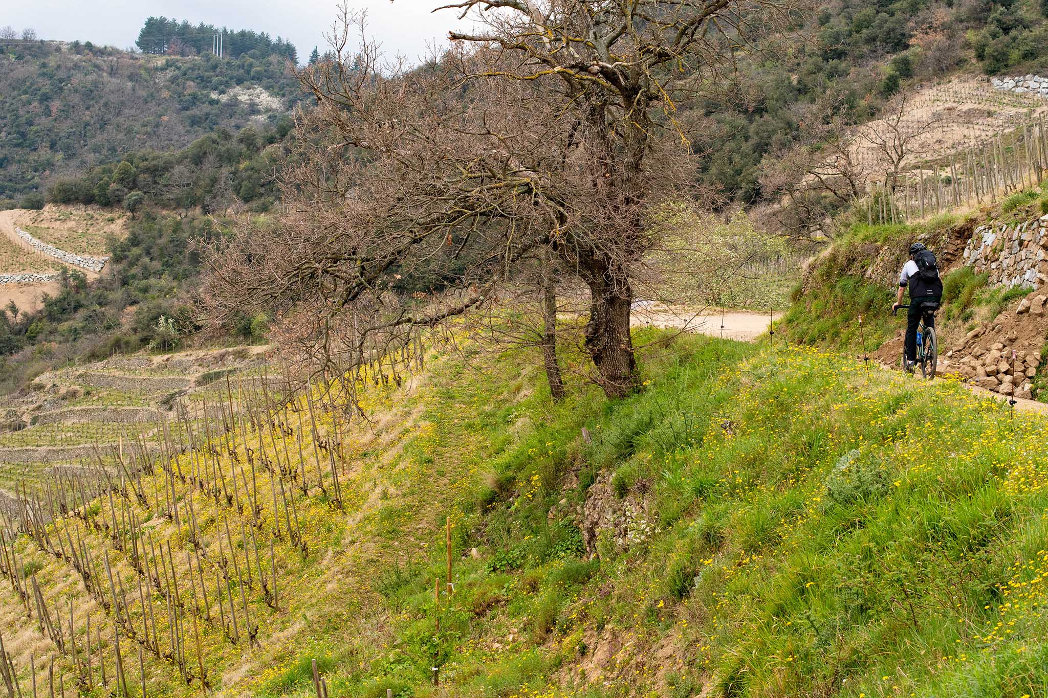 https://www.vojomag.com/app/uploads/2024/03/Ardeche gravel vignoble.jpg