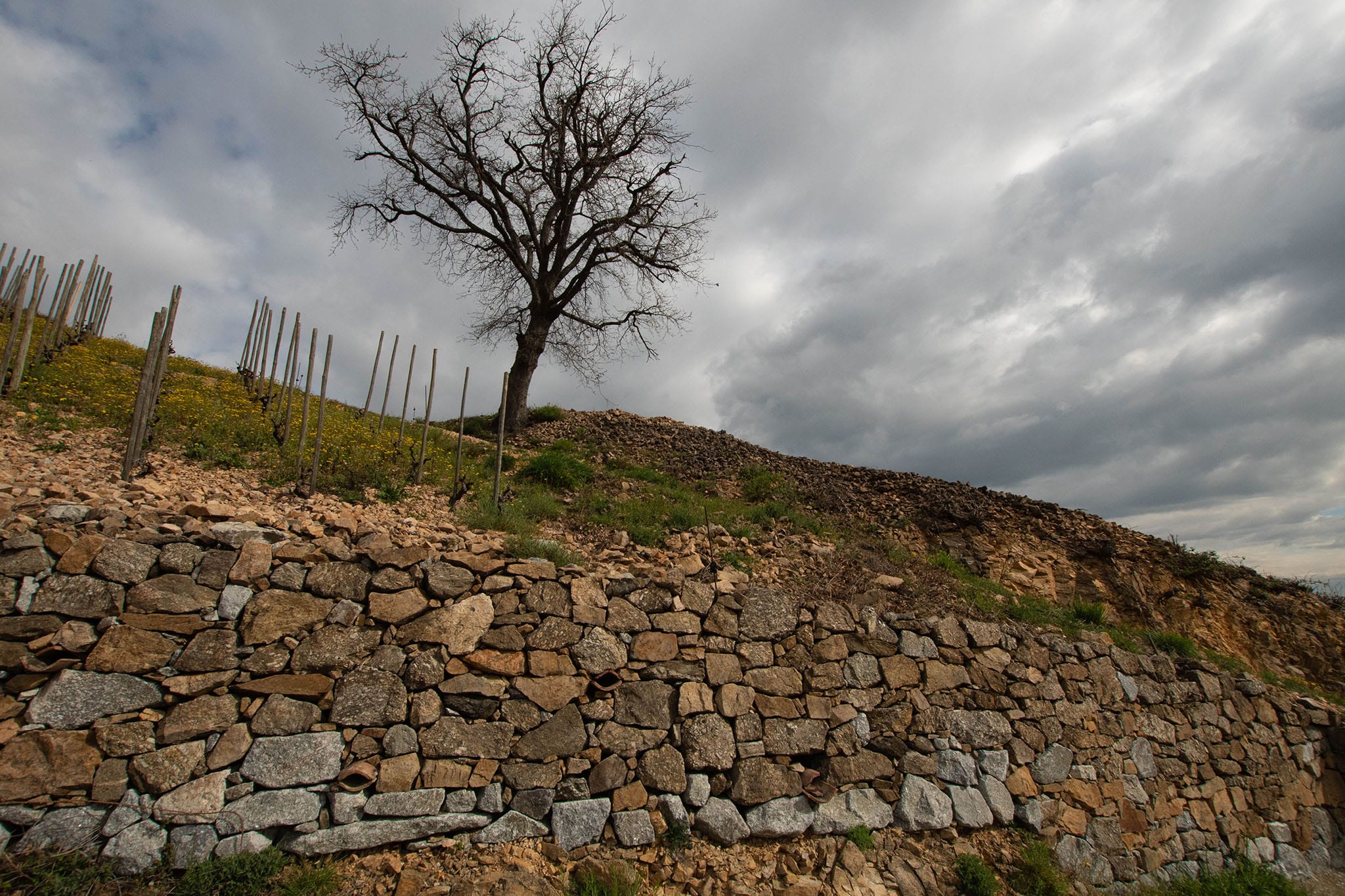 https://www.vojomag.com/app/uploads/2024/03/Ardeche gravel vignoble.jpg