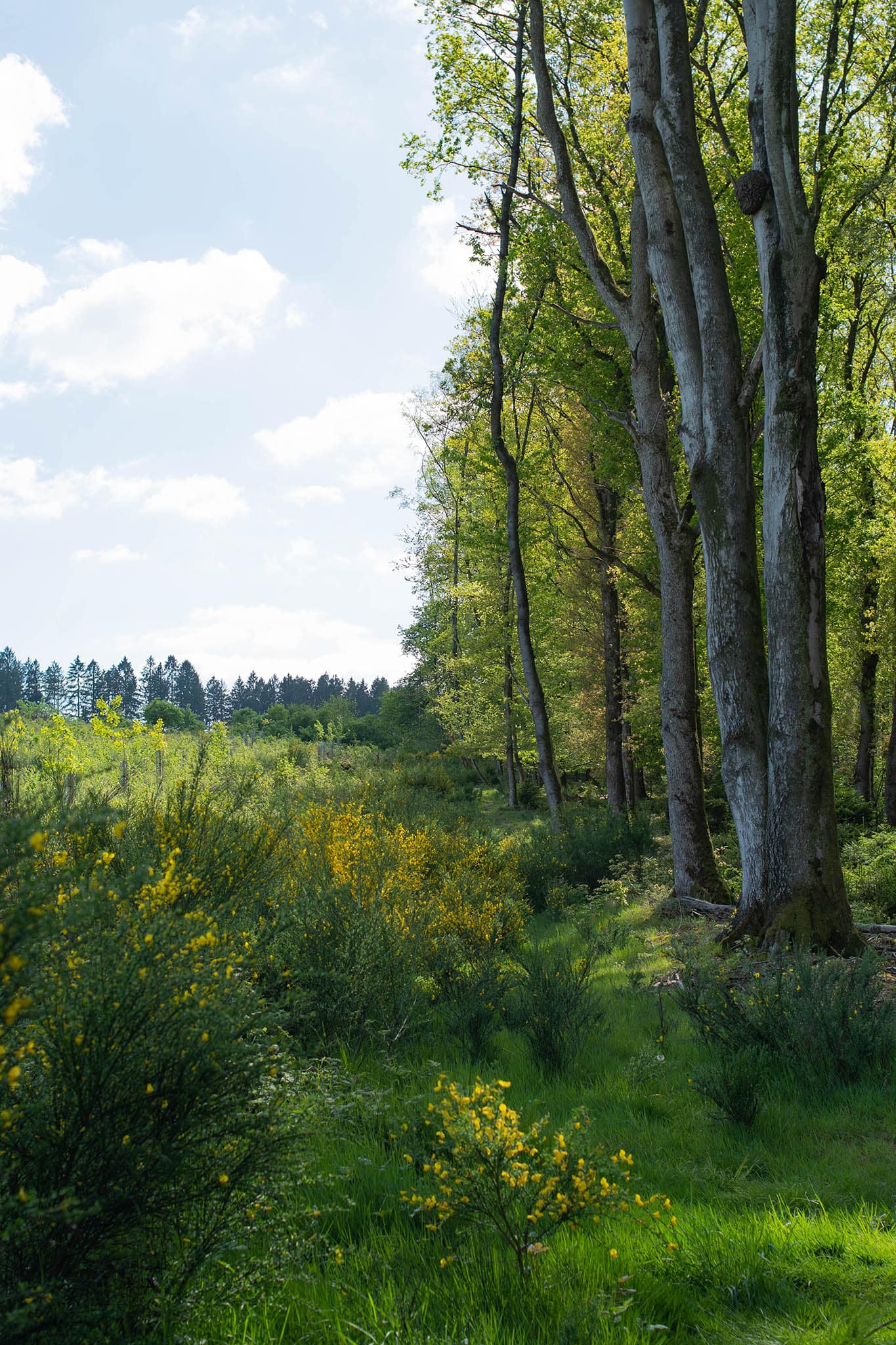 https://www.vojomag.com/app/uploads/2024/05/Gravel Morvan. Bois.jpg