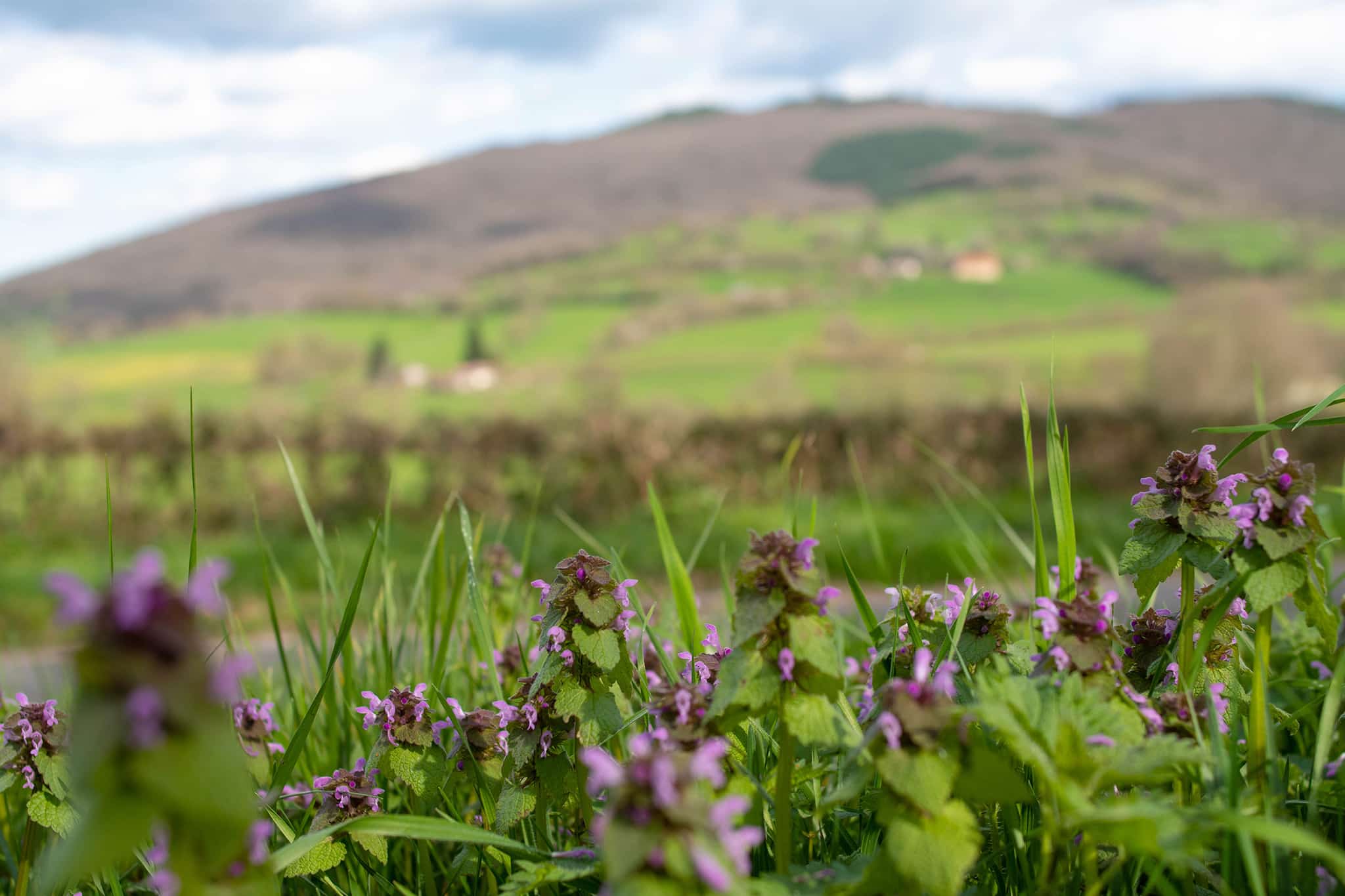 https://www.vojomag.com/app/uploads/2024/05/Gravel Morvan. Paysage BD.jpg
