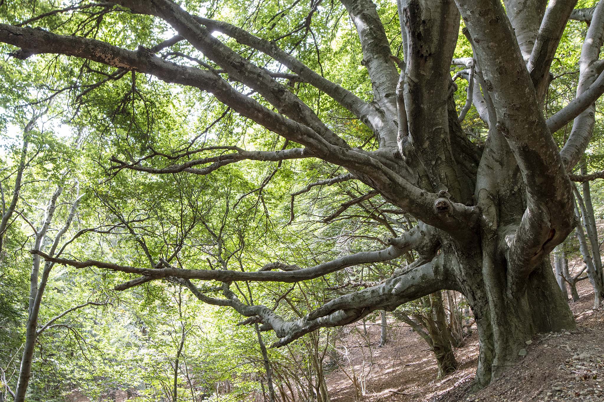 https://www.vojomag.com/app/uploads/2024/12/LUGANO.-Foret1.jpg