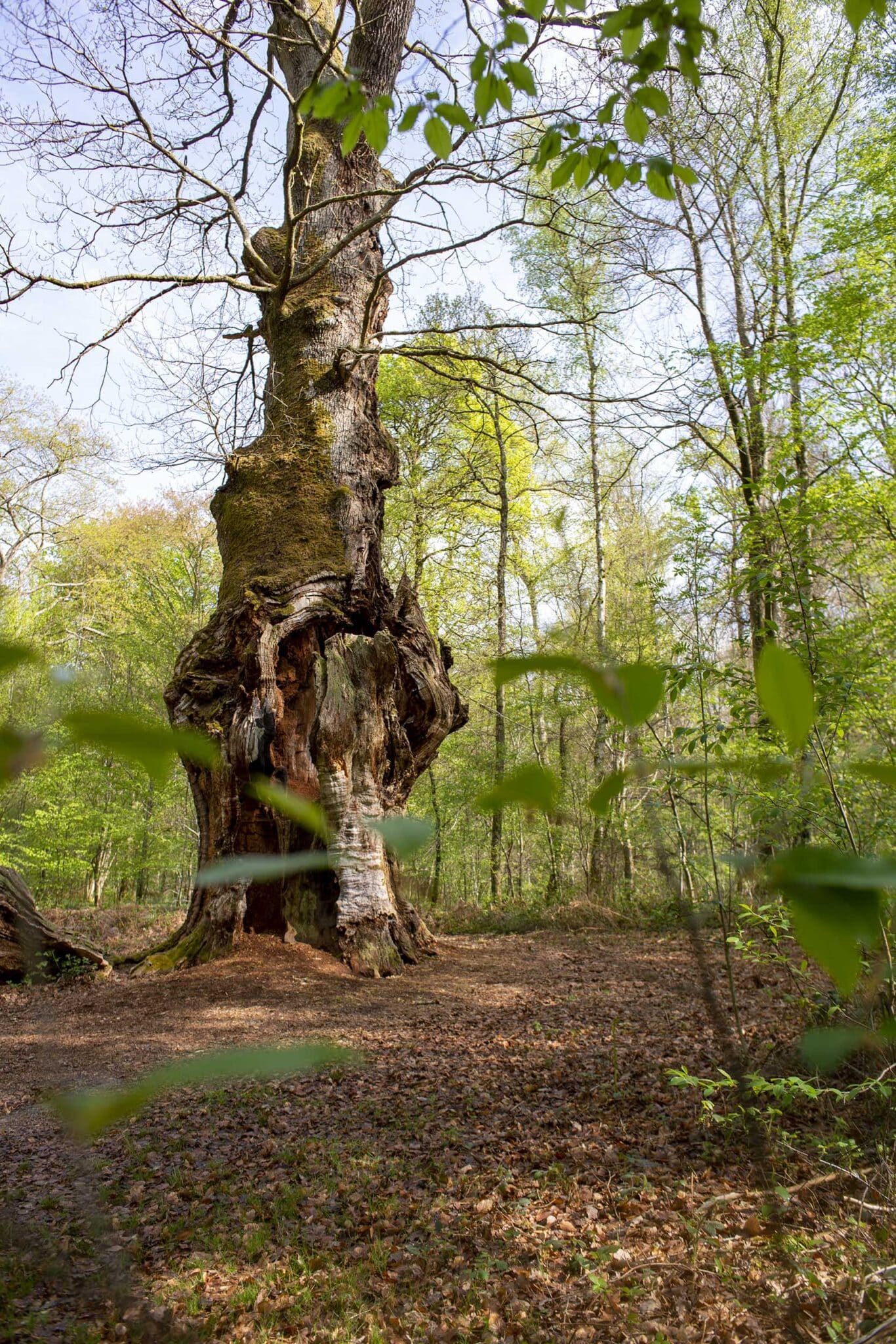 https://www.vojomag.com/app/uploads/2025/07/Arbre st Jean 2 1366x2048.jpg