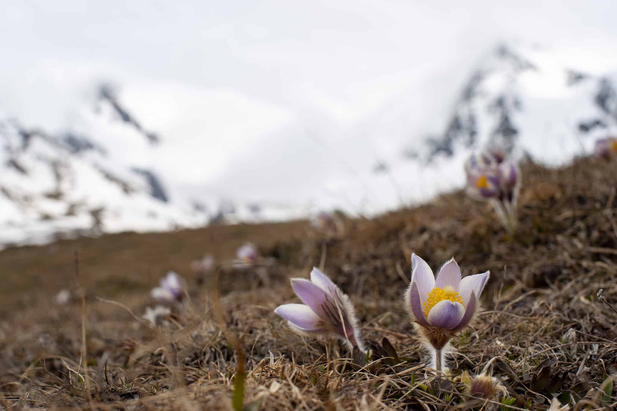 https://www.vojomag.com/app/uploads/2025/07/Haute Maurienne Averole10 2048x1361.jpg