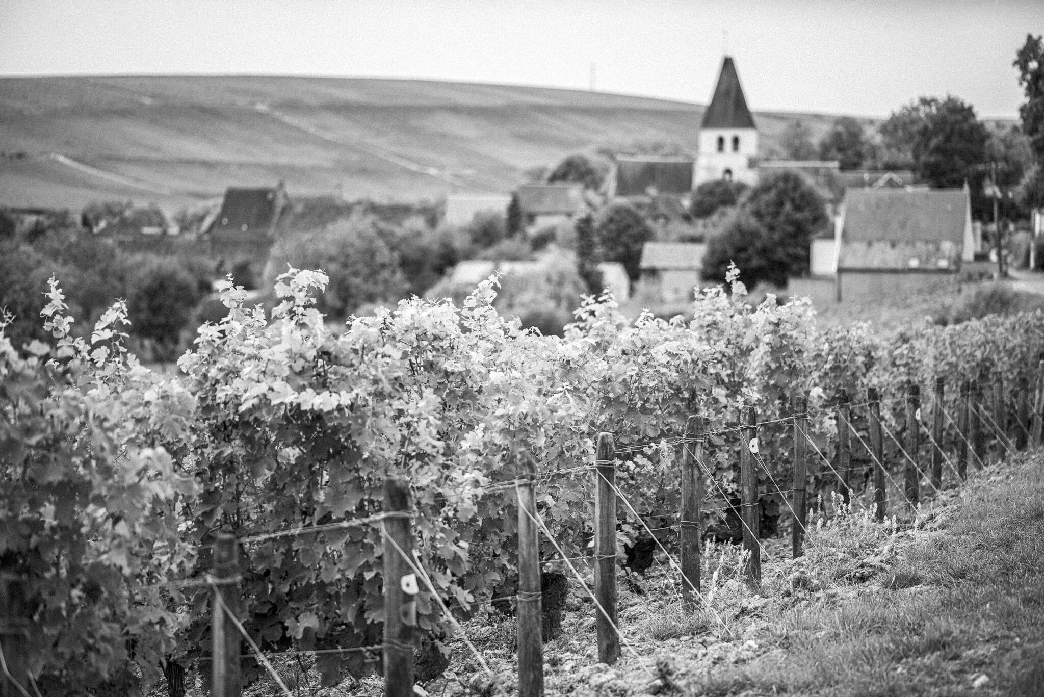 https://www.vojomag.com/app/uploads/2025/08/Challenge Tourmagne Vigne Sancerre3 2048x1367.jpg