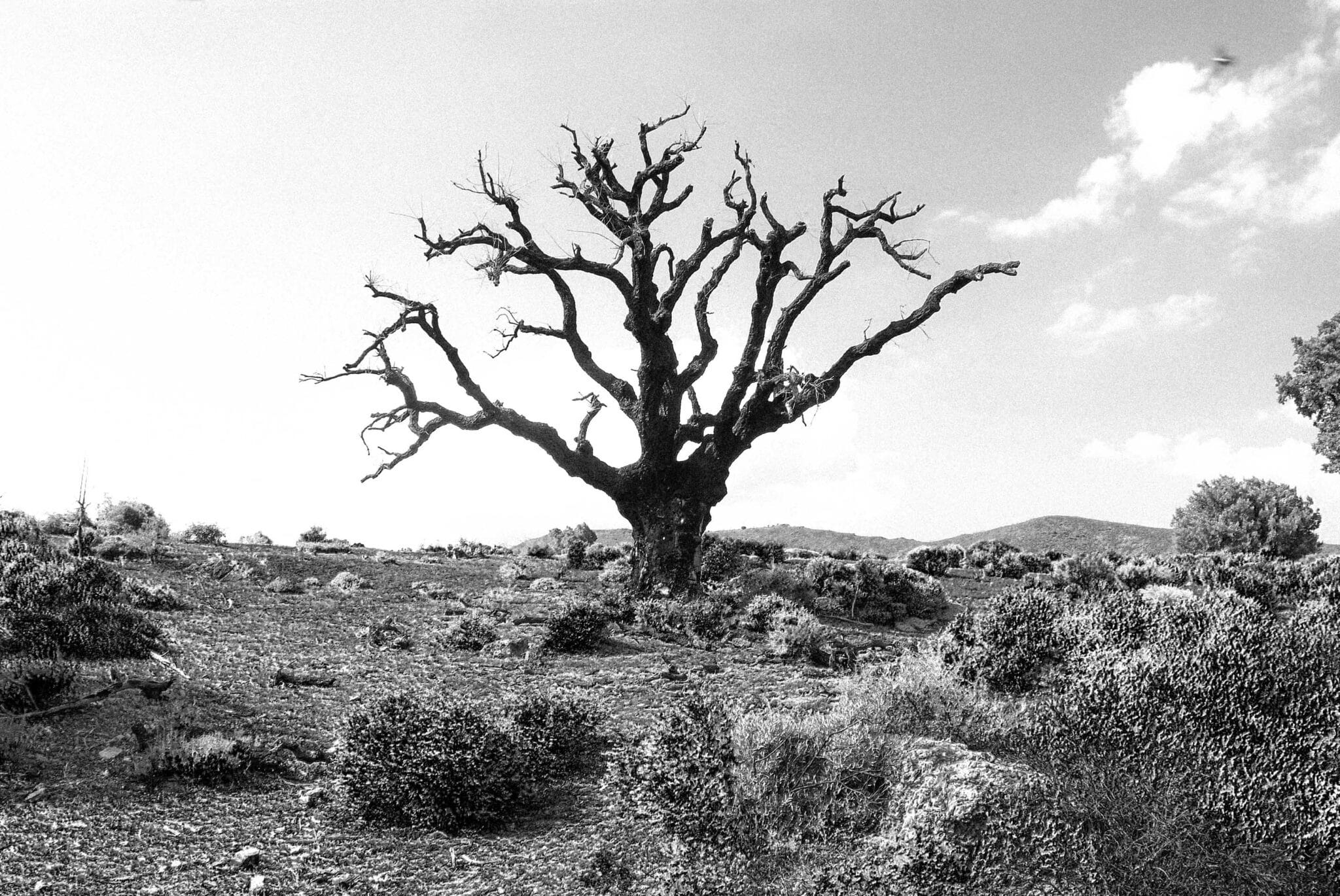 https://www.vojomag.com/app/uploads/2025/08/Challenge Tourmagne arbre mort 2048x1370.jpg